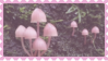 Mushrooms
